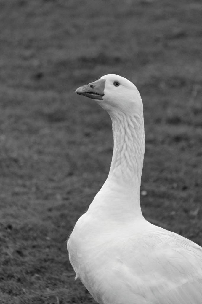 B@B Martinushoeve Oudenaarde Dış mekan fotoğraf